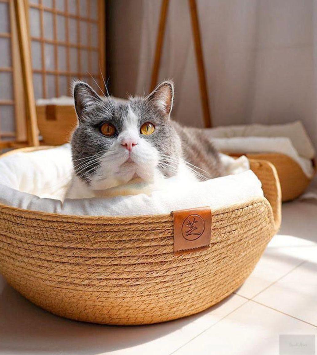 Pet Accessories